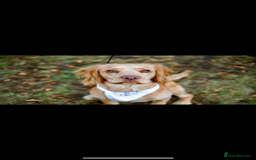 Cocker Spaniel dogs for stud: Cocker spaniel for stud - Image 1