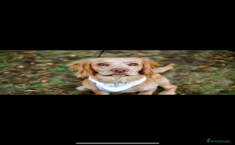 Cocker Spaniel dogs - Advert 7