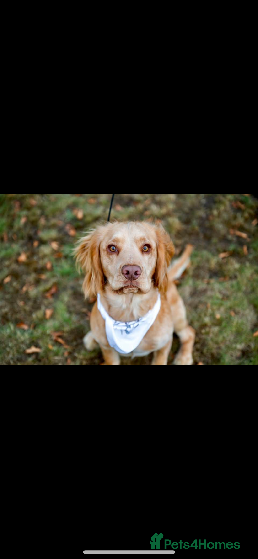 Cocker Spaniel dogs for stud: Cocker spaniel for stud - Image 1