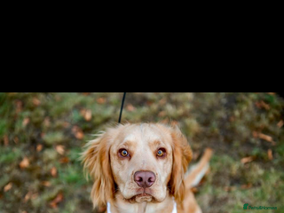 Cocker Spaniel dogs for stud - Advert 1