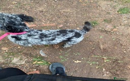 Cockapoo dogs for sale: Cockapoo - Image 9