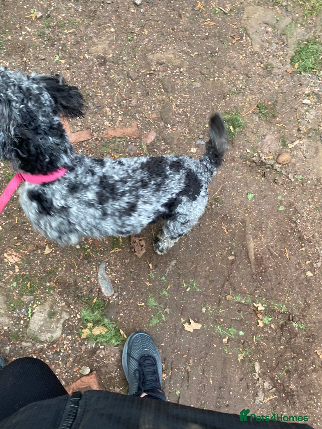 Cockapoo dogs for sale: Cockapoo - Image 9