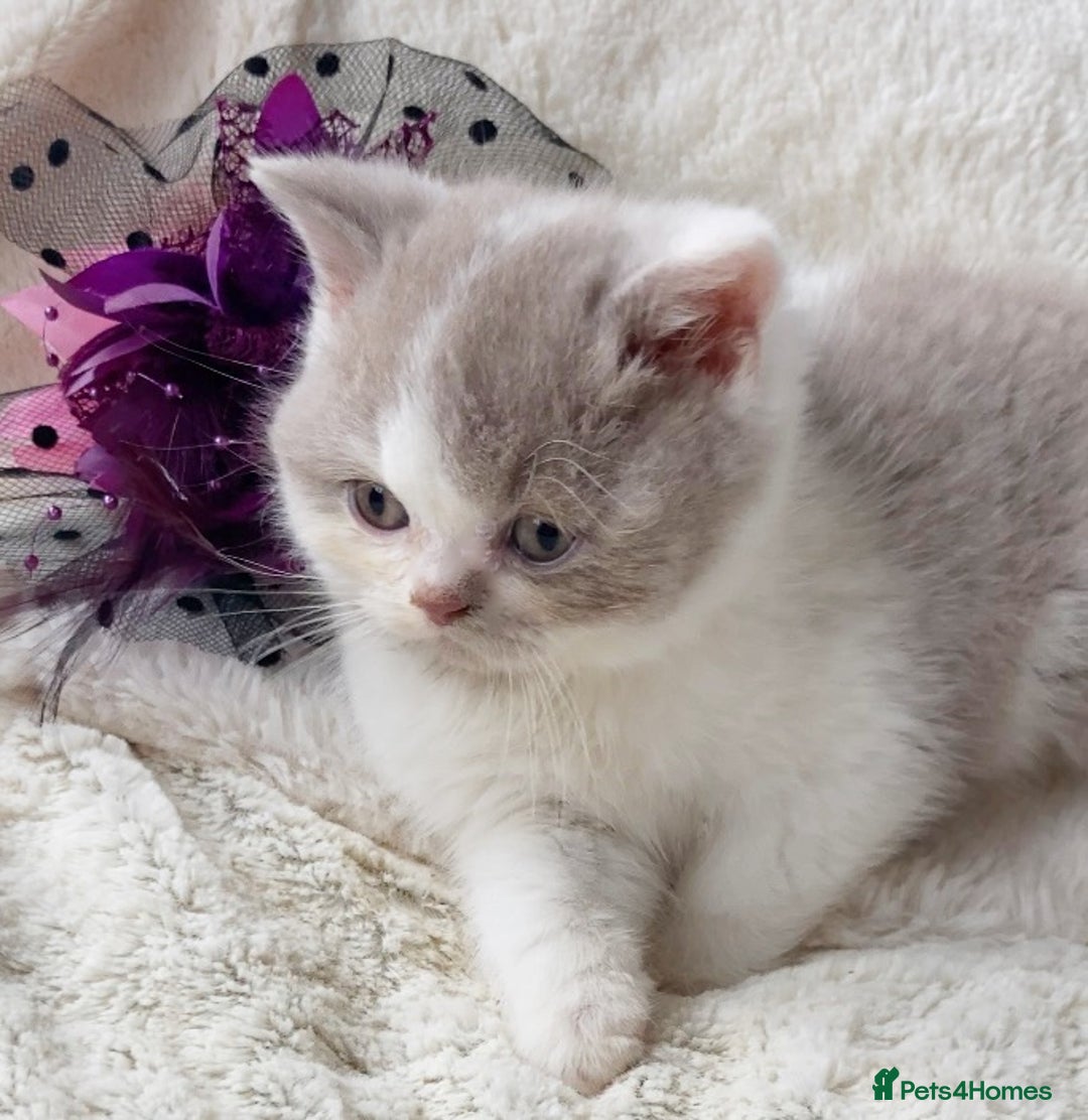 British Shorthair cats for sale: Gorgeous British Shorthairs TICA Registered - Advert 6