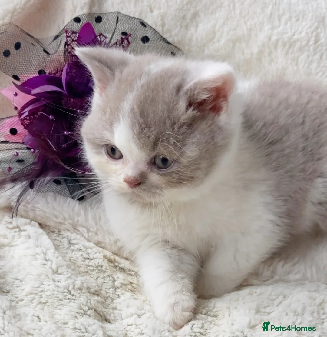 British Shorthair cats for sale: Gorgeous British Shorthairs TICA Registered - Advert 6