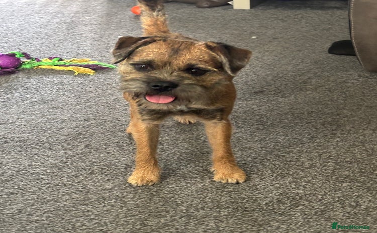 Border Terrier dogs - Advert 1