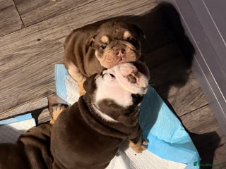 English Bulldog dogs - Advert 3