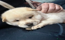 Siberian Husky dogs for sale: 3 fluffy chowski’s  - Advert 18