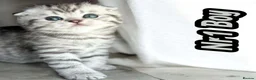 Scottish Fold cats for sale: 4 Pedigree Scottish Fold/Straight Kittens - Advert 15