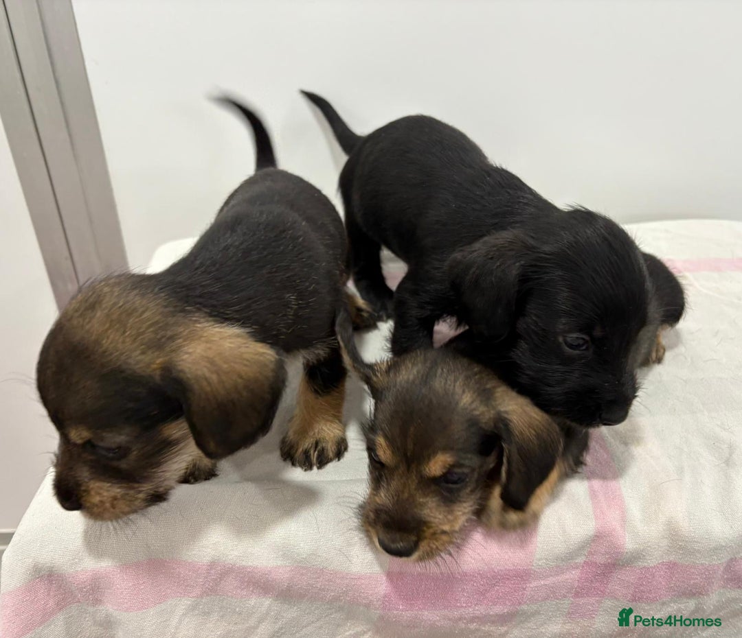Mixed Breed dogs for sale: READY 1 WEEK SCHNOXIES (MINI DAXI X MINISCHNAUZER) - Image 6