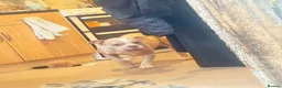 American Bully dogs for sale: Kiara - Advert 5