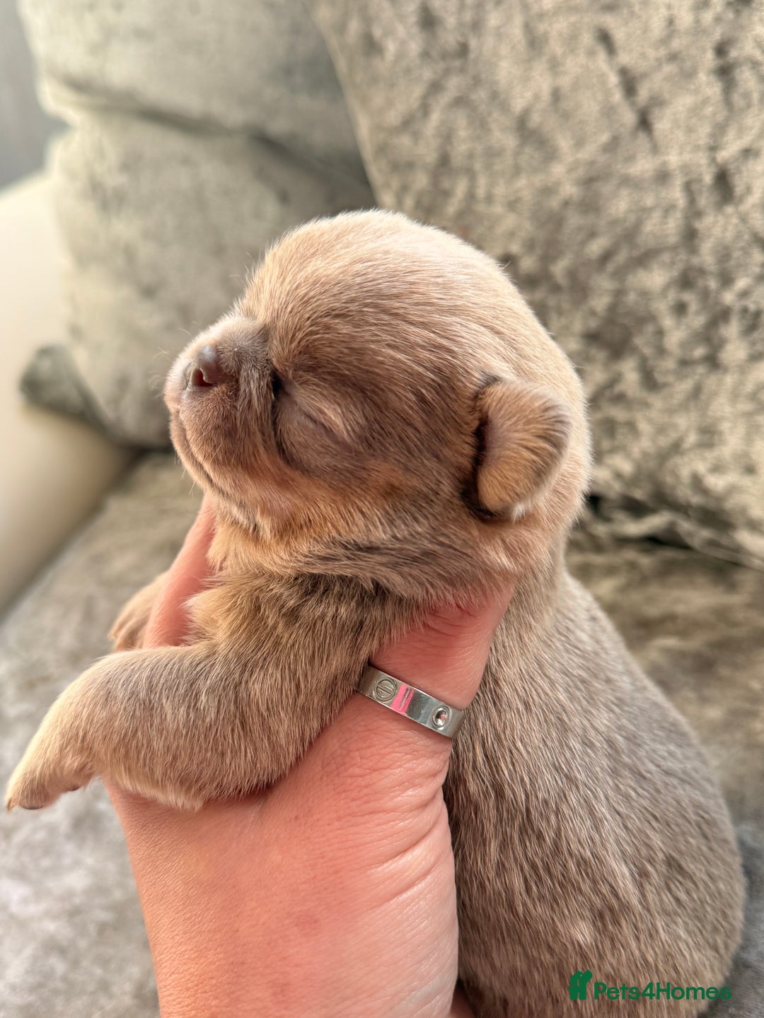 Chihuahua dogs for sale: 💖 Esquire litter of chihuahua puppies 💖 - Advert 24