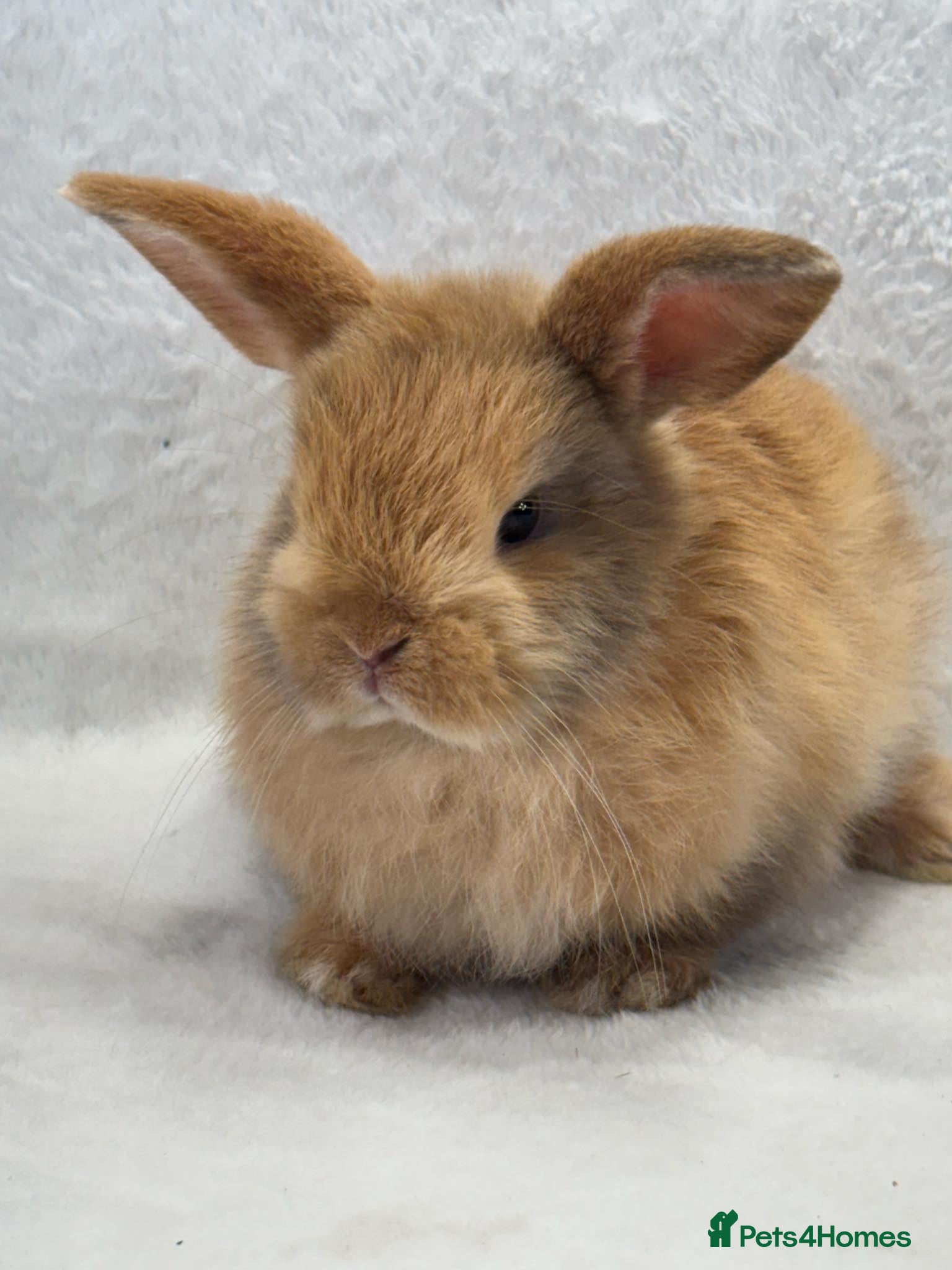 Mini Lop rabbits 1 ginger/black markings male mini lop - Advert 13