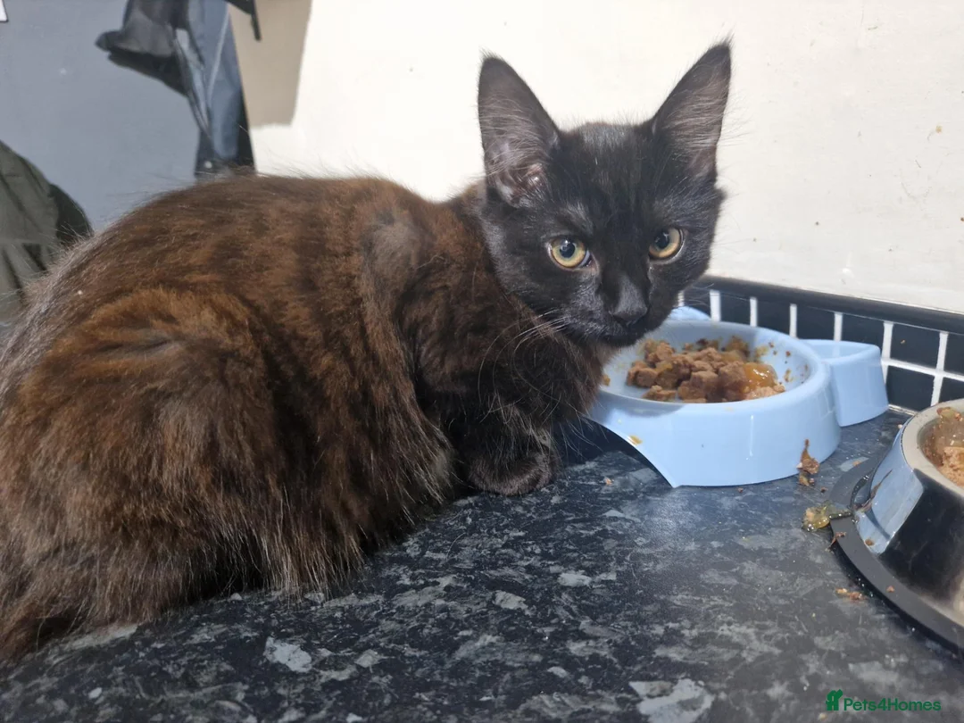 Mixed Breed cats for sale: Two Kittens Available - Advert 10