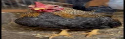 Chickens poultry for sale: Serama cockerel  in Sheffield - Advert 1