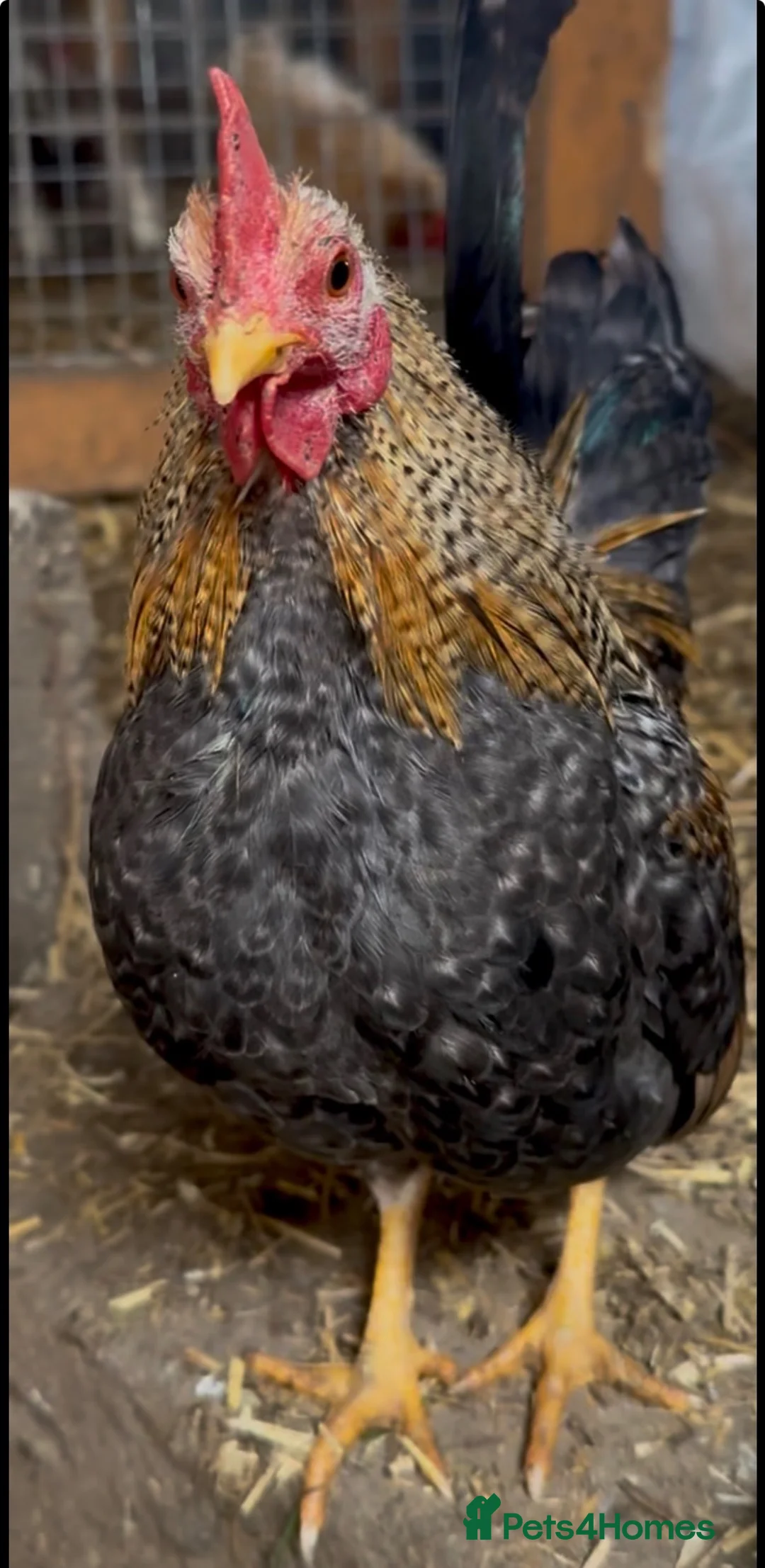 Chickens poultry for sale: Serama cockerel  in Sheffield - Advert 1