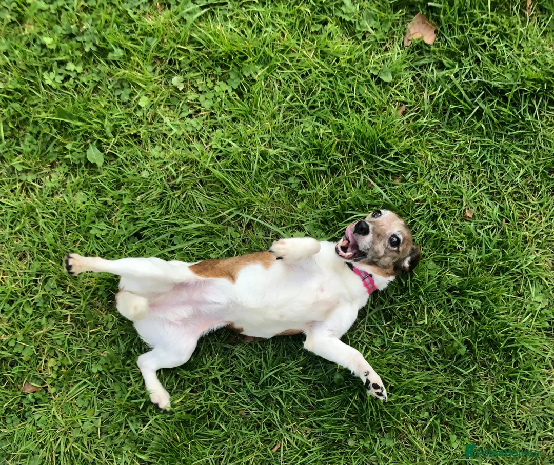 Jack Russell dogs for sale: Sad sale of pepper our much loved jackrussel girl  - Advert 1