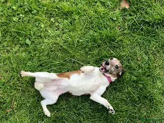 Jack Russell dogs Sad sale of pepper our much loved jackrussel girl - Advert 7