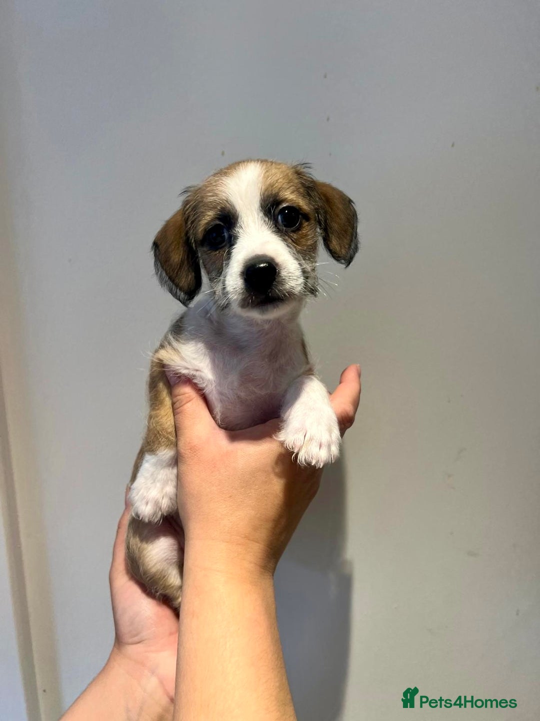 Mixed Breed dogs for sale: Cavapoo x Italian greyhound puppies  - Image 20