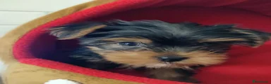 Yorkshire Terrier 5