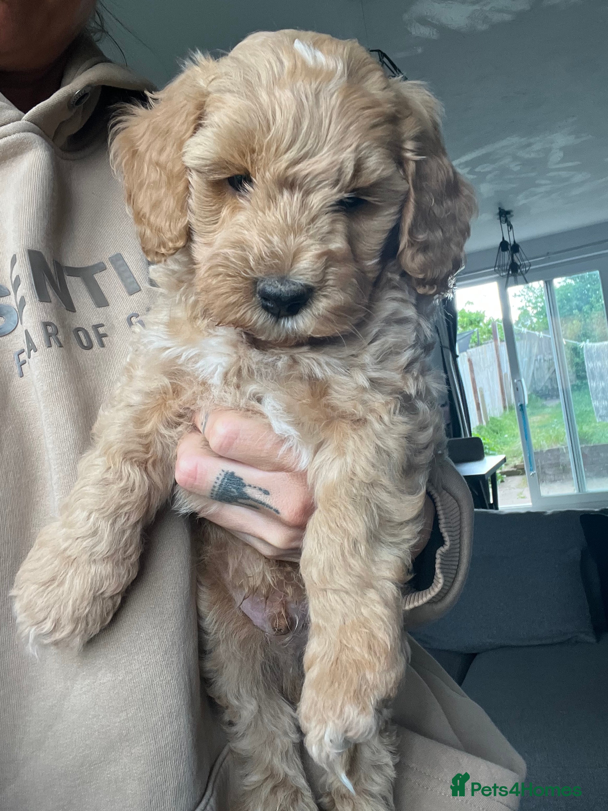 Mixed Breed dogs for sale: F1 Labradoodle/cockapoo Mix ❤️  - Advert 28