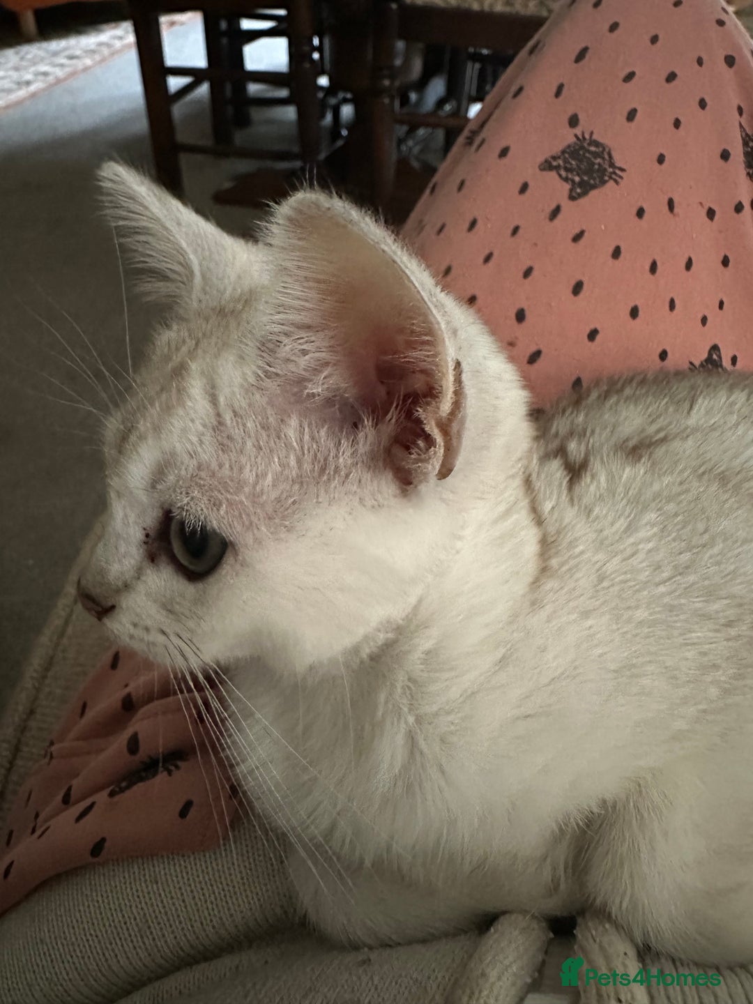 Burmese cats for sale: GCCF reg Pedigree Kittens - Image 26