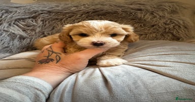 Maltipoo dogs - Advert 4