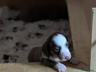 Miniature Dachshund dogs Miniature Dachshund Puppies ( ONLY 1 GIRL LEFT ) - Advert 11