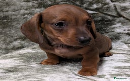 Miniature Dachshund dogs for sale: Quality KC / PRA Clear Minature Dachshund Puppies  - Image 10