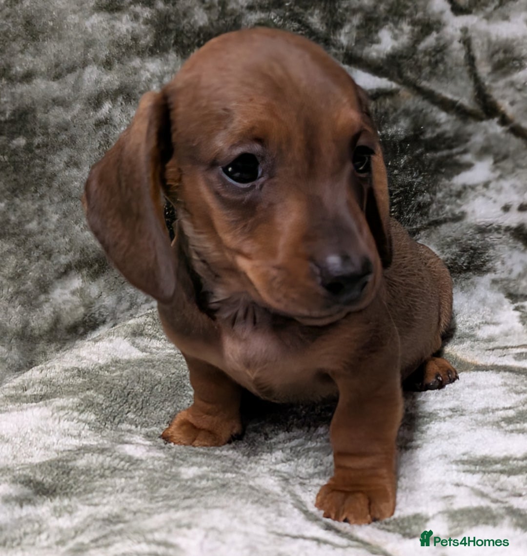 Miniature Dachshund dogs for sale: Quality KC / PRA Clear Minature Dachshund Puppies  - Image 10