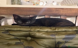 Mixed Breed cats for sale: Gorgeous black kittens - Image 5