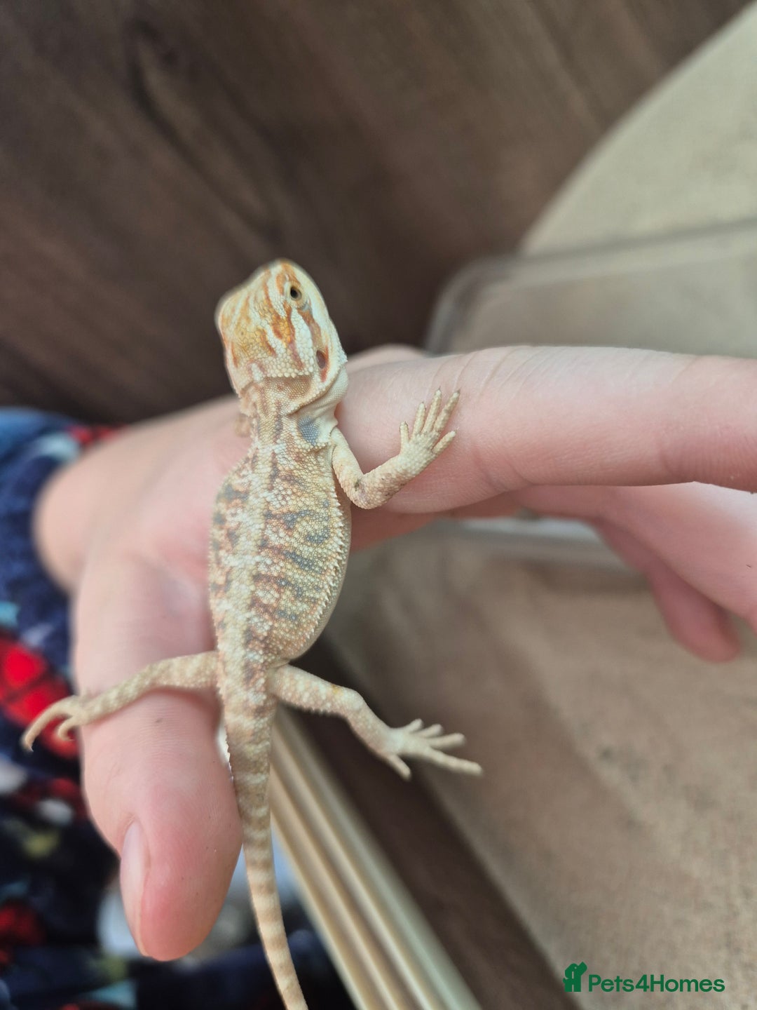 Bearded Dragon reptiles for sale: Baby bearded dragons - Image 3