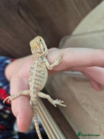 Bearded Dragon reptiles - Advert 1