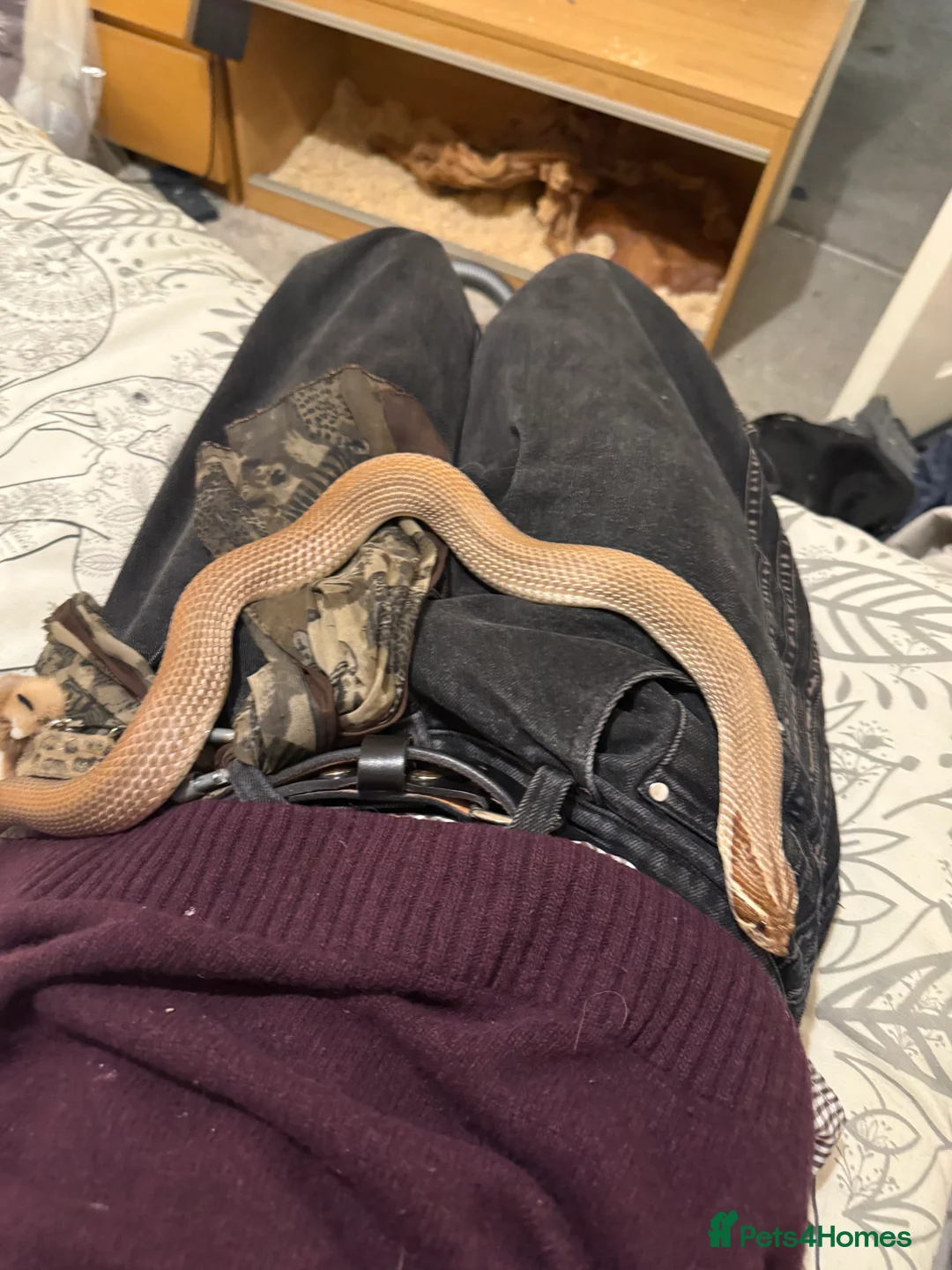 Snake reptiles for sale: Purple Stripe Superconda Western Hognose Snake - Advert 4