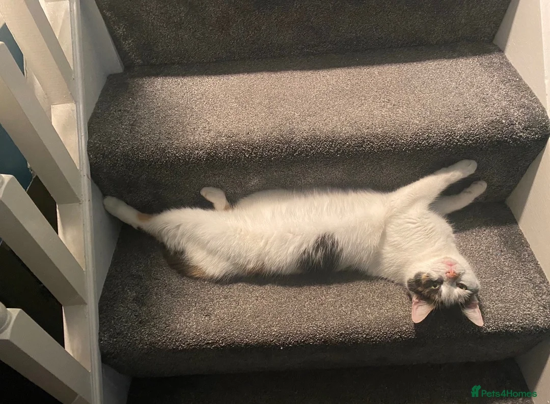 Mixed Breed cats for sale: Beautiful 10yr Old Cat Looking for a Loving Home  - Advert 5