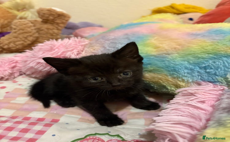 Mixed Breed cats - Advert 12