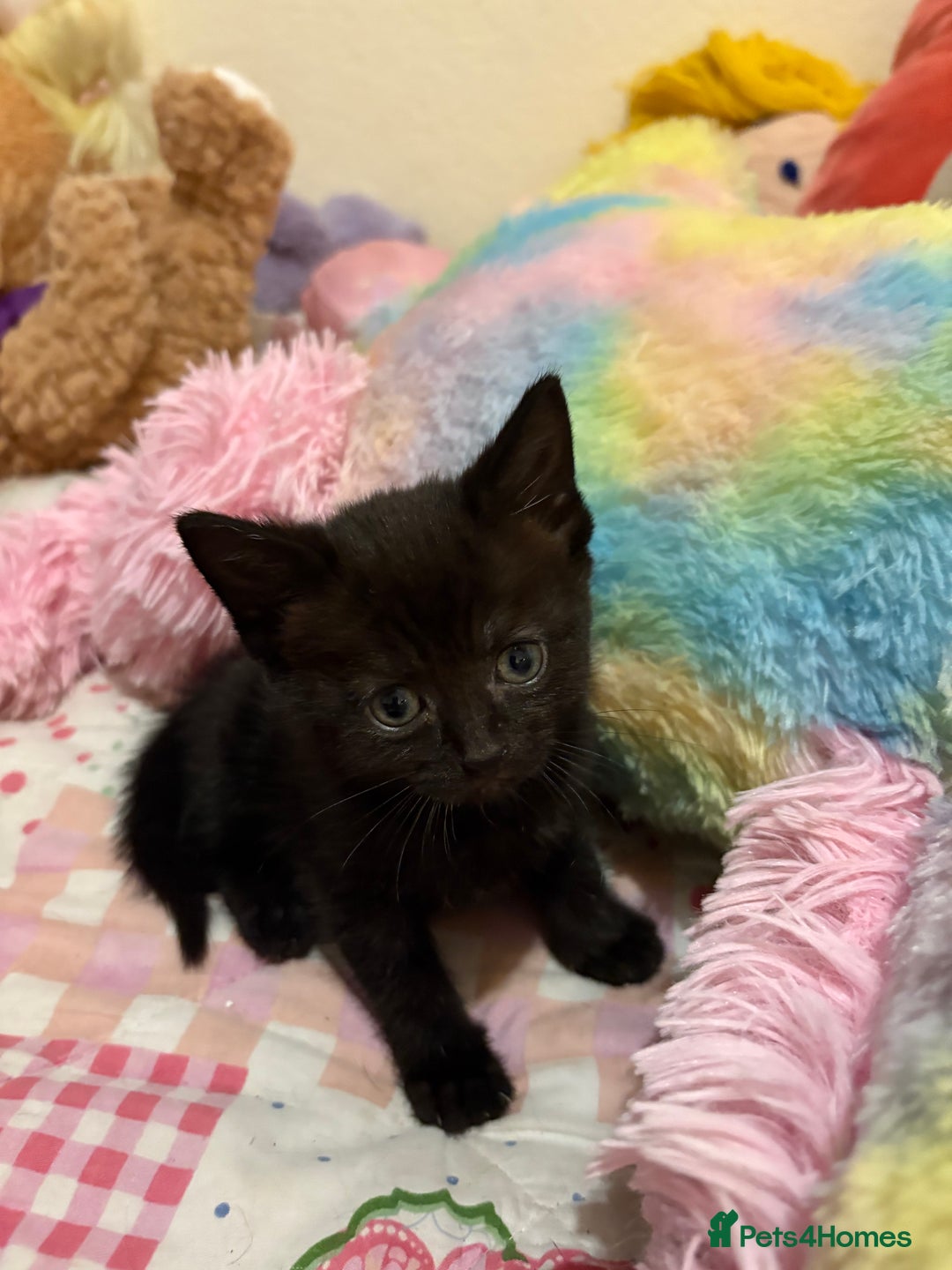 Mixed Breed cats for sale: Kittens  - Image 1