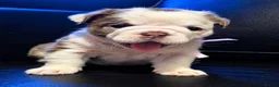 English Bulldog dogs for sale: Rare Fluffy English Bulldog Pups in Hoddesdon - Advert 8