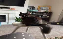 Mixed Breed cats for sale: Beautiful long haired brown & white female cat - Advert 3