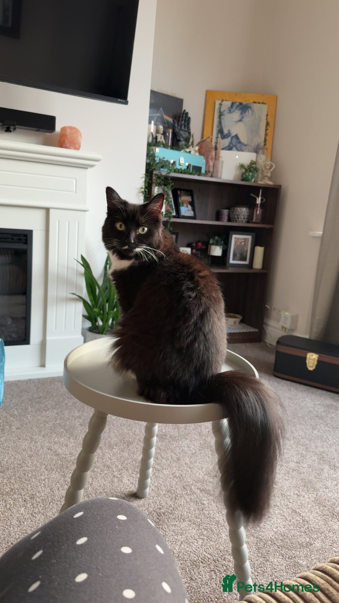 Mixed Breed cats for sale: Beautiful long haired brown & white female cat - Advert 3