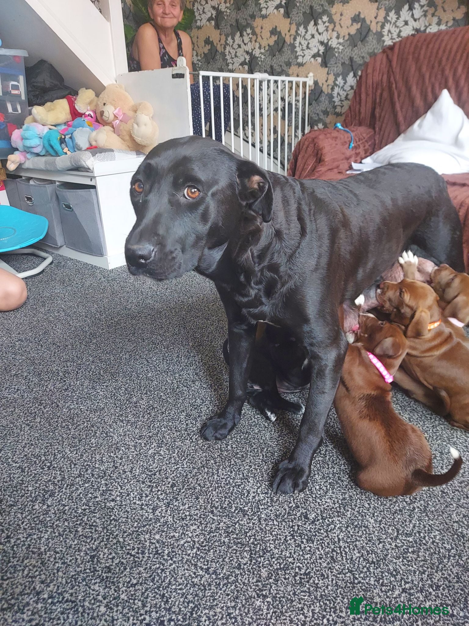 Mixed Breed dogs Mixed labrador puppies  - Advert 12