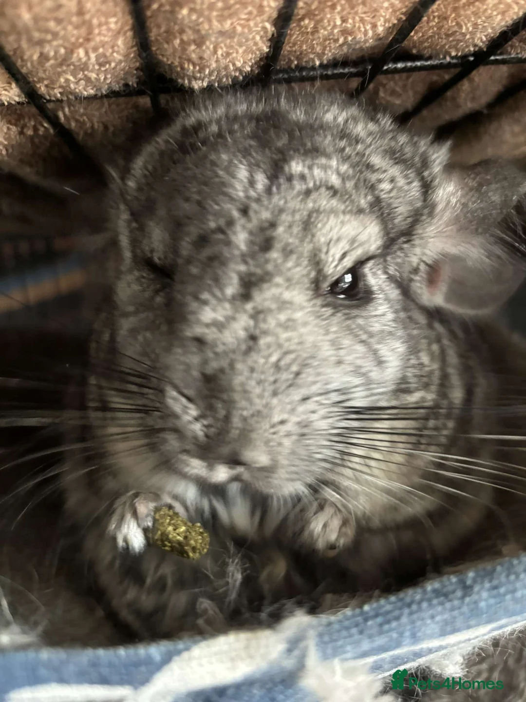 Chinchilla rodents for sale: Chinchillas  - Advert 1