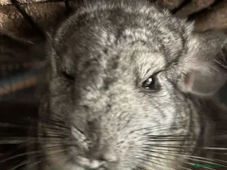 Chinchilla rodents Chinchillas - Advert 1