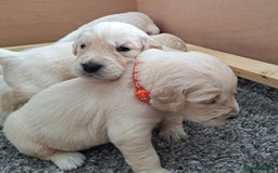 Golden Retriever dogs for sale: Gorgeous pedigree golden retriever puppies - Image 13