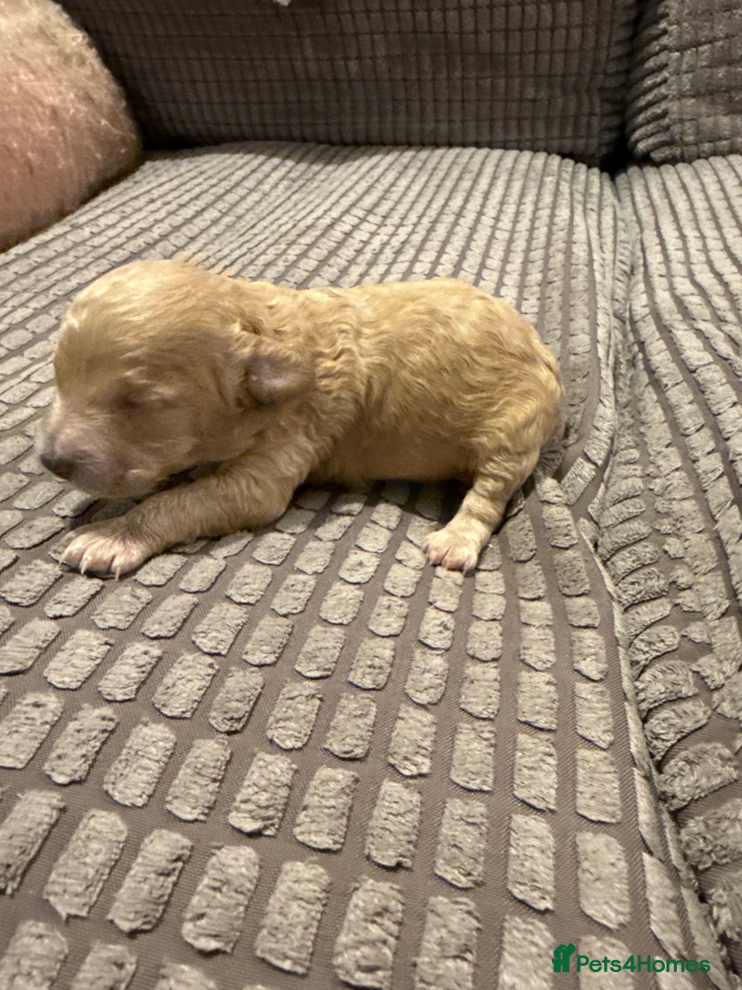 Maltipoo dogs for sale: Real life teddy bears 🧸  - Advert 10