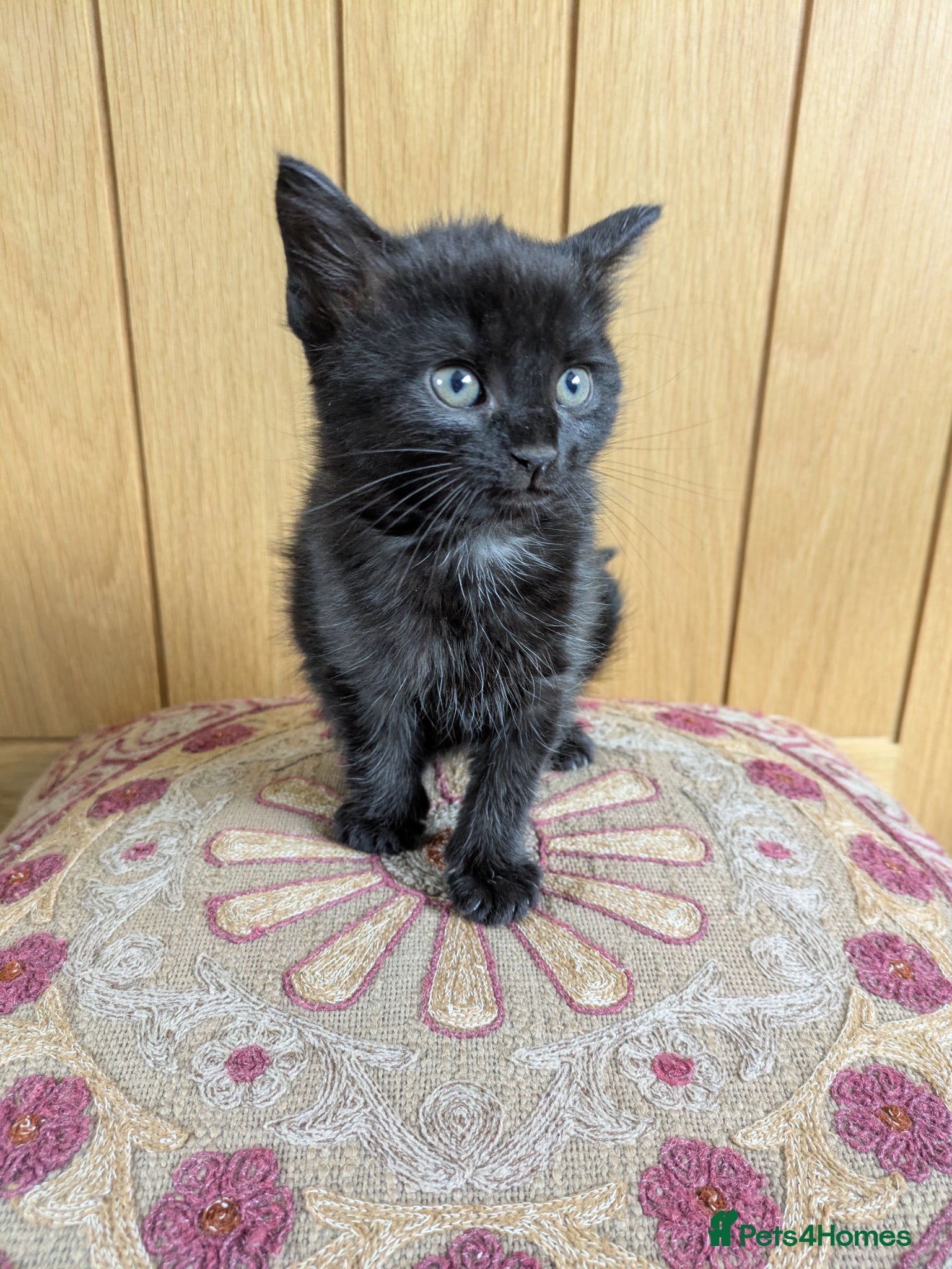 Mixed Breed cats 🐾 Beautiful Half Bengal Kittens – Ready Now - Advert 16