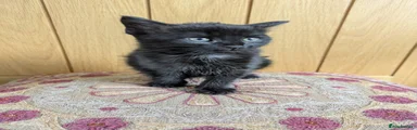 Mixed Breed Kitten 5
