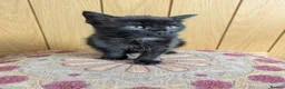 Mixed Breed cats for sale: 🐾 Beautiful Half Bengal Kittens – Ready Now in Gainsborough - Advert 2
