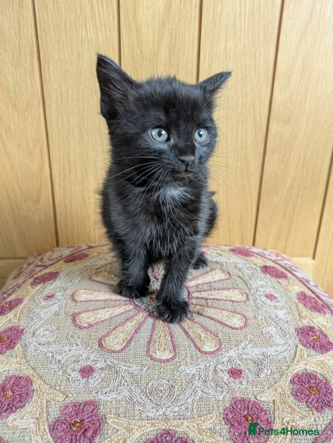 Mixed Breed cats for sale: 🐾 Beautiful Half Bengal Kittens – Ready Now in Gainsborough - Advert 2