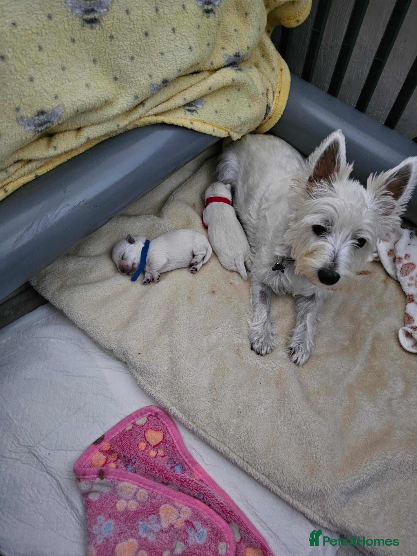 West Highland Terrier dogs Westie girl in Scottish borders  - Advert 4