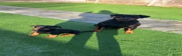 Rottweiler dogs for sale: 4 month old female puppy  - Advert 5